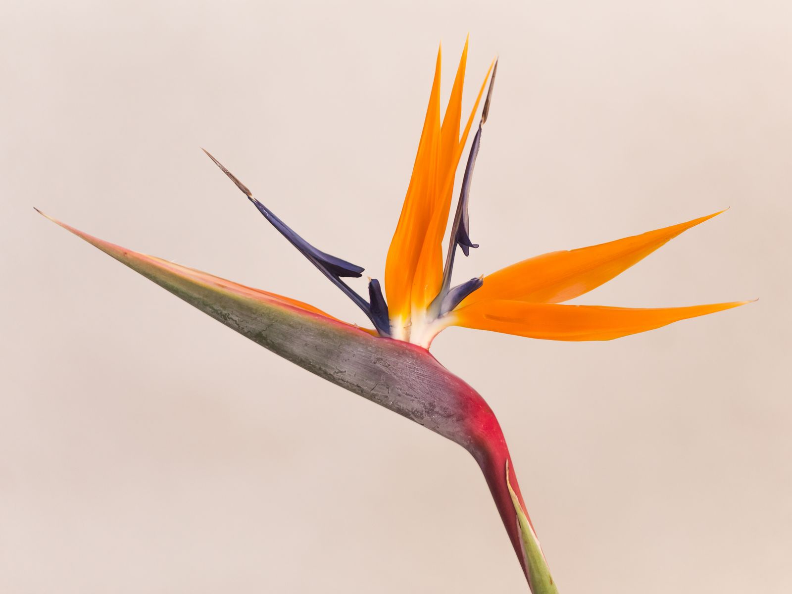 Which Lucky Plant Matches Your Zodiac Sign?